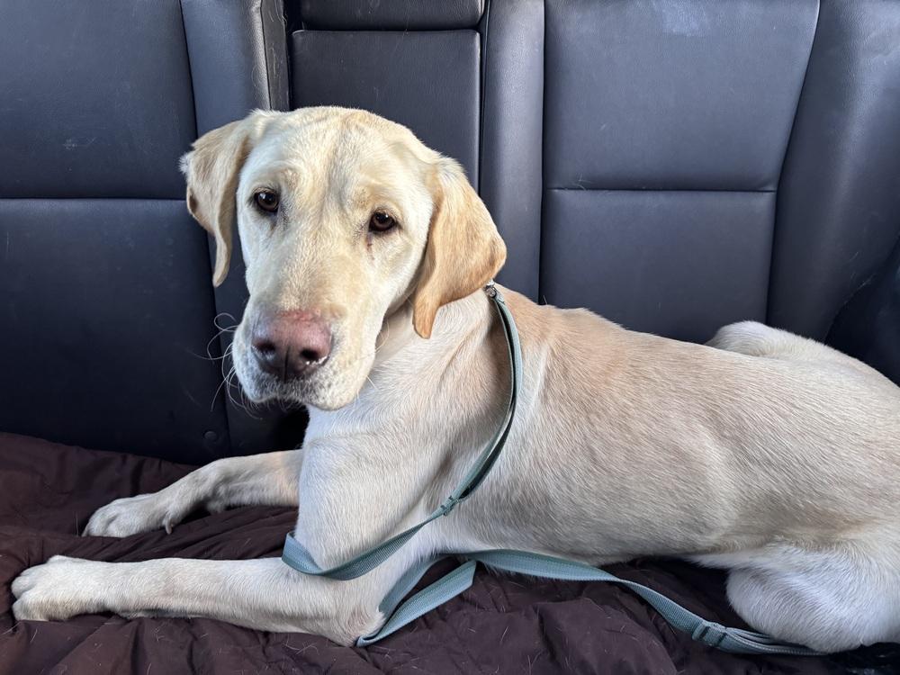Enlarge Boogaard / Sparkles, a Adoptable Labrador Retriever in Broomfield, CO image 4/6