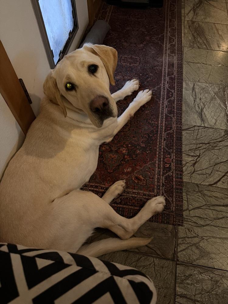 Enlarge Boogaard / Sparkles, a Adoptable Labrador Retriever in Broomfield, CO image 5/6