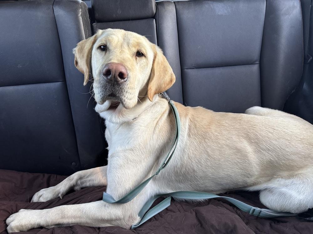 Enlarge Boogaard / Sparkles, a Adoptable Labrador Retriever in Broomfield, CO image 6/6