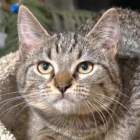 Enlarge SELENA - SWEETEST AND SILLIEST, a Adoptable mixed breed in Danbury, CT image 3/6