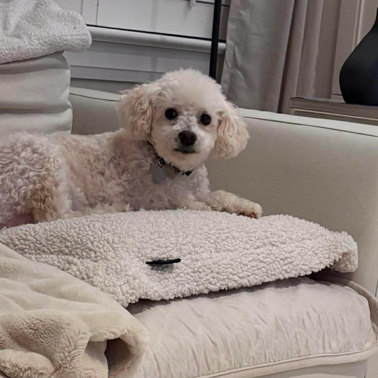 Enlarge BUBBA, a ADOPTABLE mixed breed in Richmond Hill , ON image 5/5