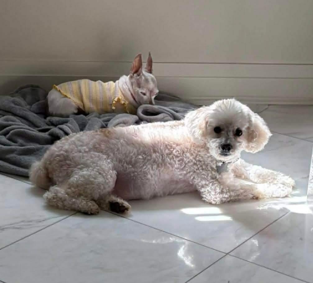 Enlarge BUBBA, a ADOPTABLE mixed breed in Richmond Hill , ON image 2/5