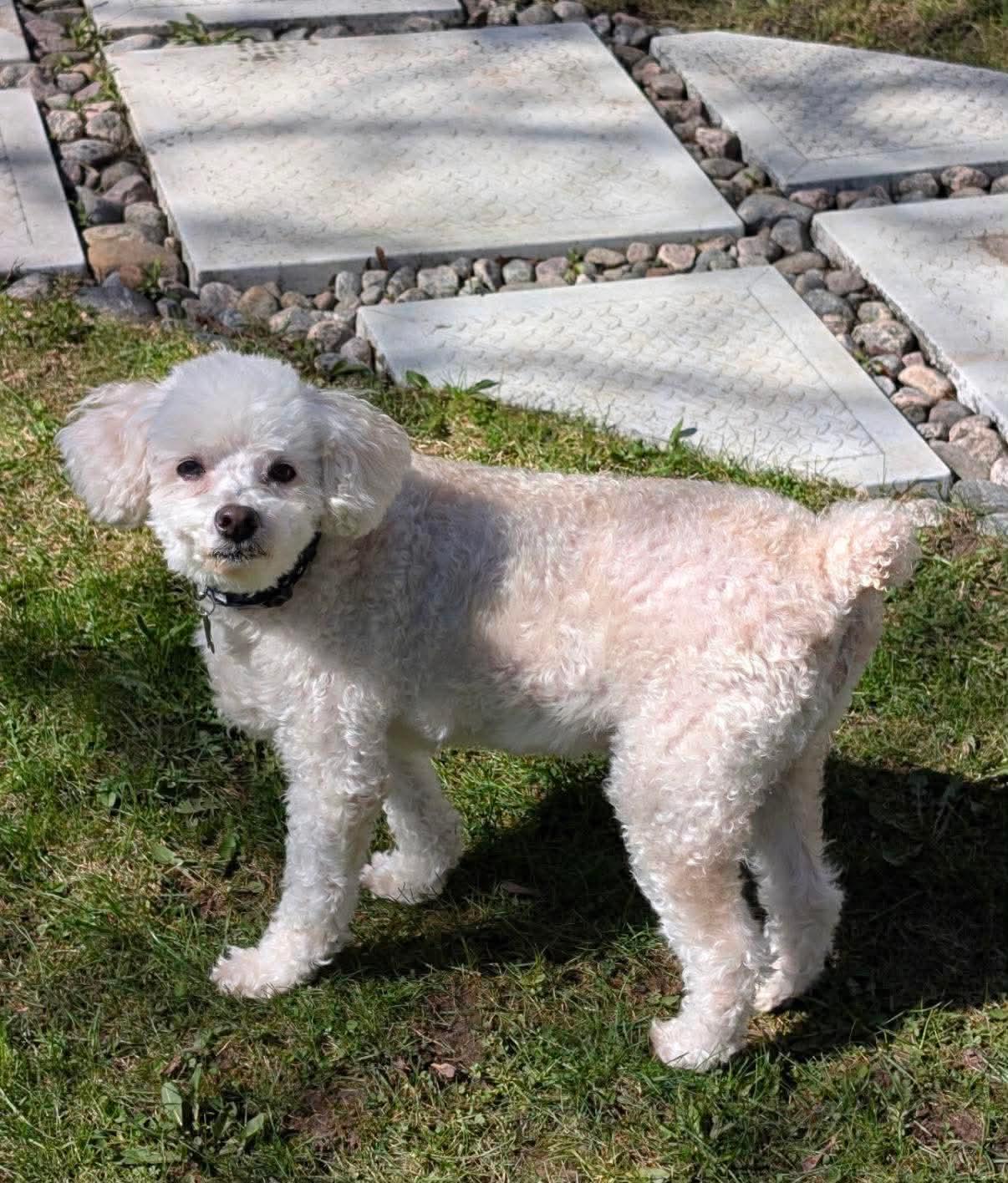 BUBBA, ADOPTABLE, Senior Male Poodle.