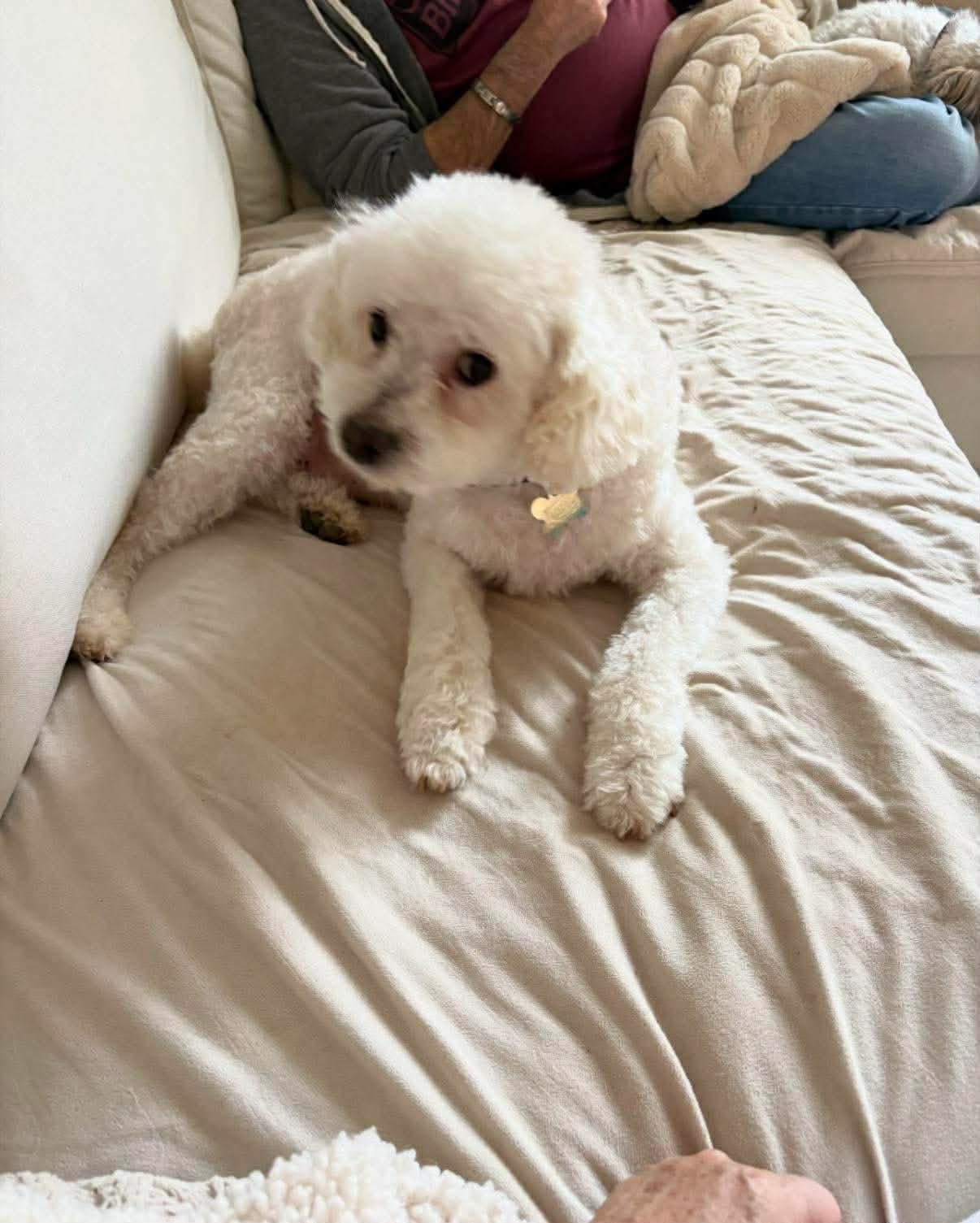 Enlarge BUBBA, a ADOPTABLE mixed breed in Richmond Hill , ON image 3/5