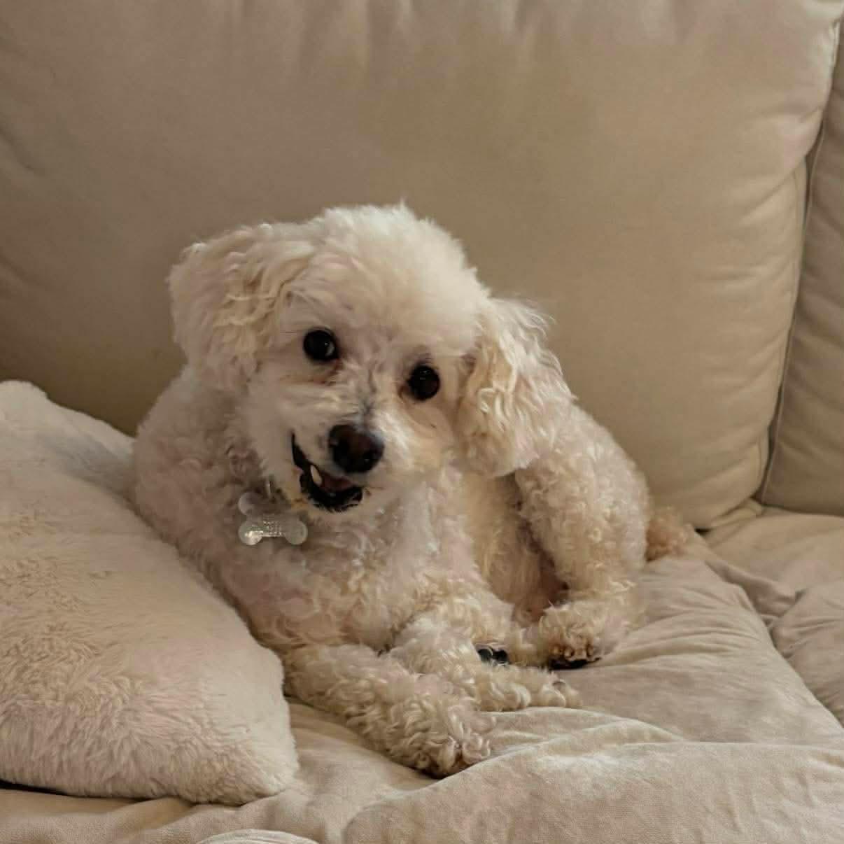 Enlarge BUBBA, a ADOPTABLE mixed breed in Richmond Hill , ON image 4/5