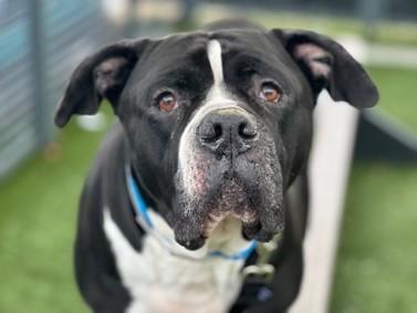 BLUEBERRY MUFFIN, ADOPTABLE, Adult Male Labrador Retriever.