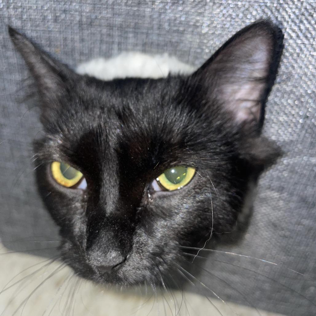 Layla, Adoptable, Young Female Domestic Medium Hair.