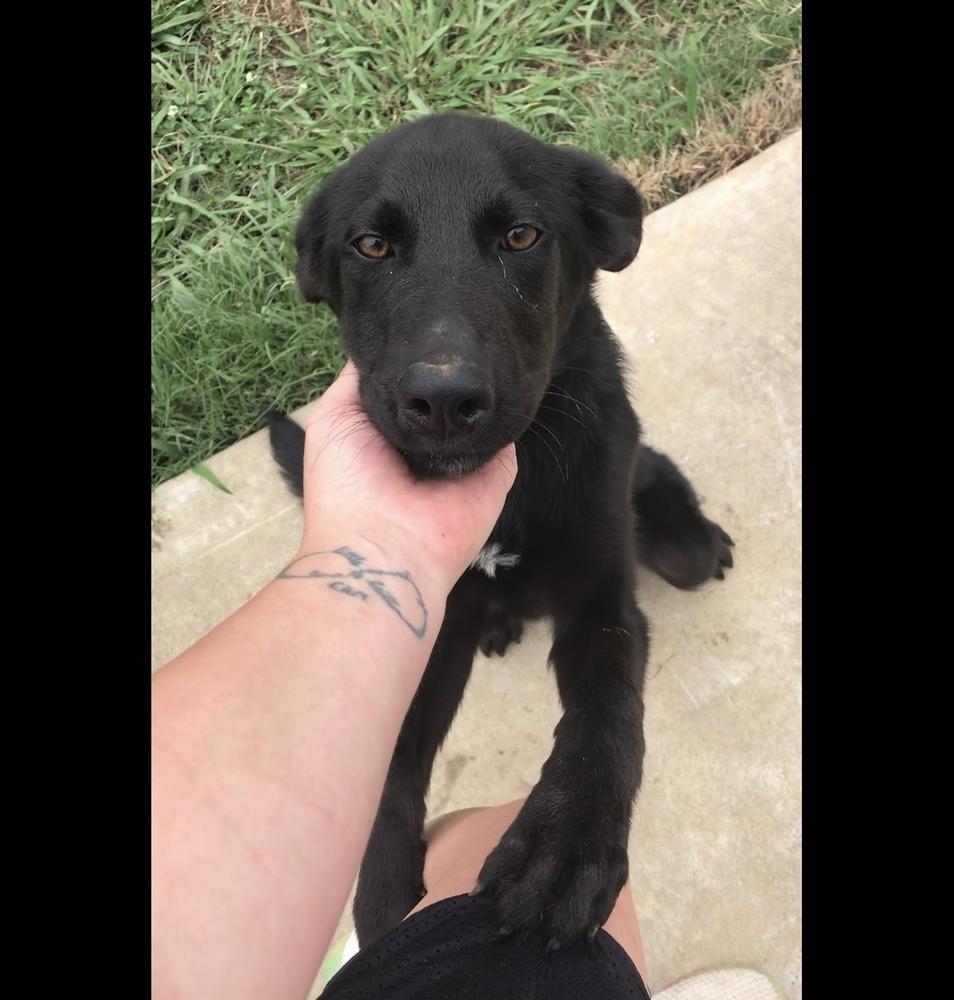 Enlarge Mateo, a Adoptable Labrador Retriever in Crystal Springs, MS image 1/5