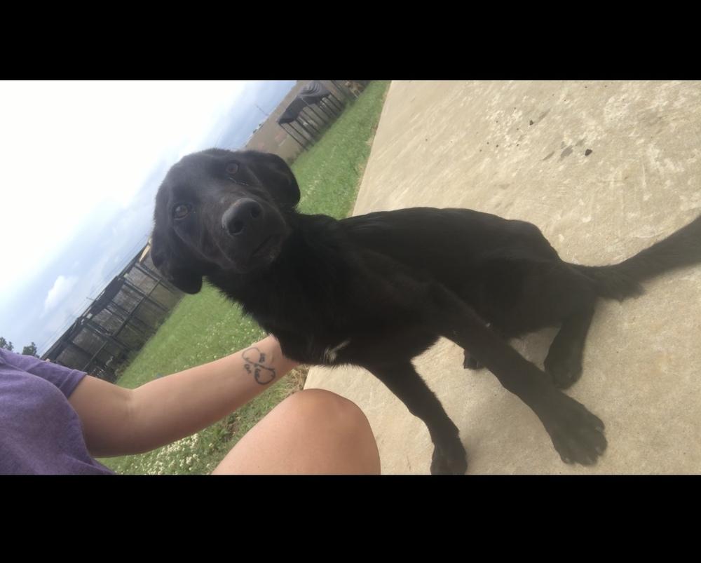 Enlarge Mateo, a Adoptable Labrador Retriever in Crystal Springs, MS image 2/5