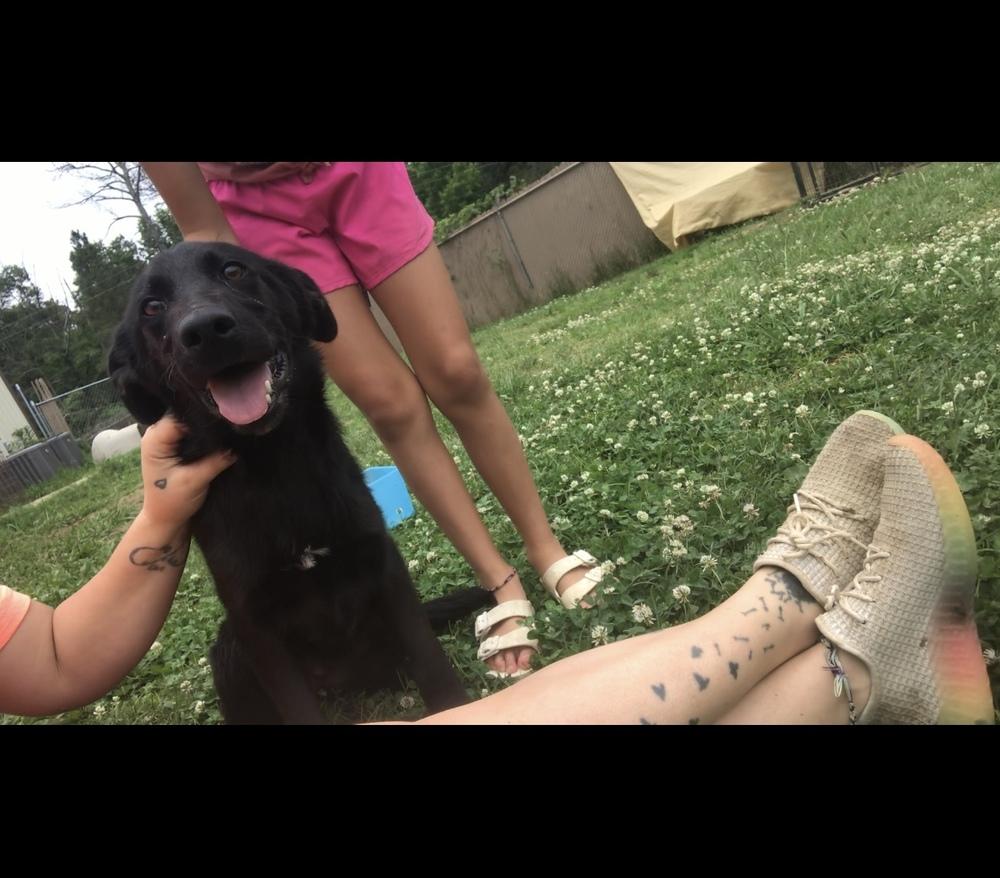 Enlarge Mateo, a Adoptable Labrador Retriever in Crystal Springs, MS image 3/5