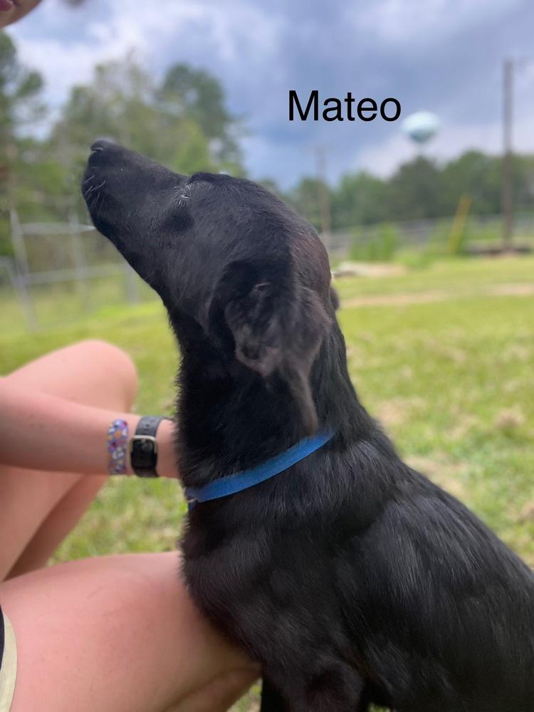 Enlarge Mateo, a Adoptable Labrador Retriever in Crystal Springs, MS image 4/5