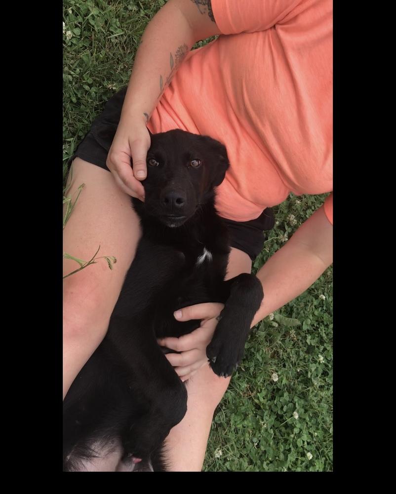 Enlarge Mateo, a Adoptable Labrador Retriever in Crystal Springs, MS image 5/5