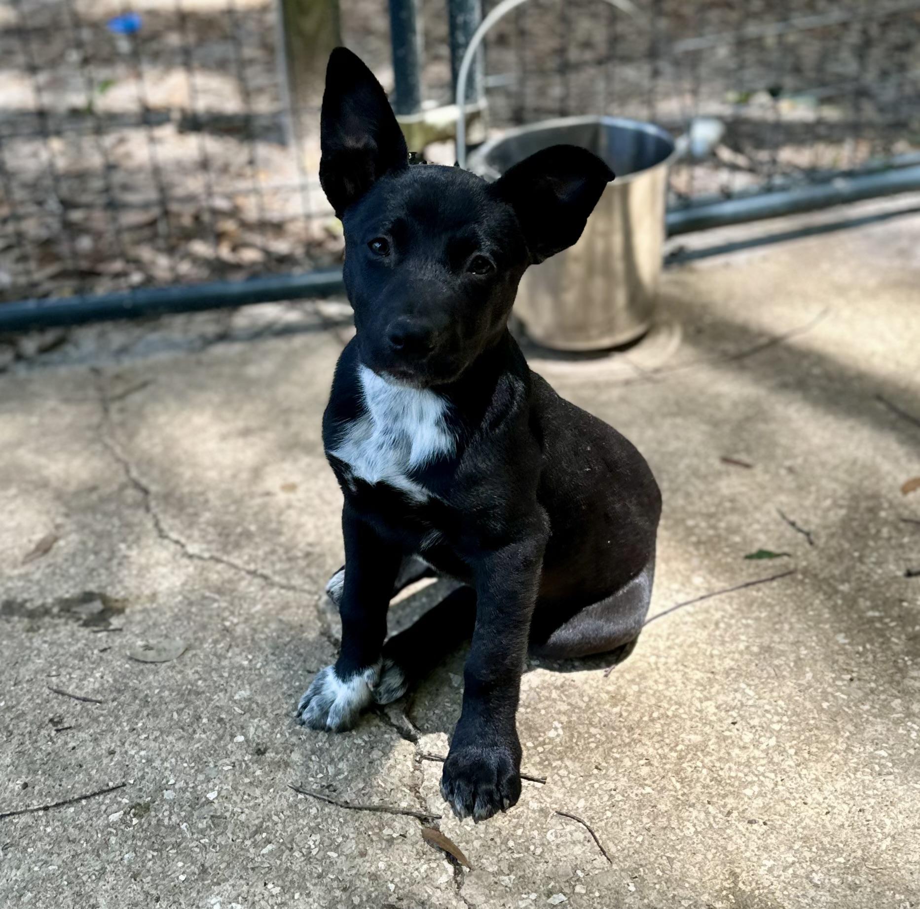 Evie, Adoptable, Puppy Female Australian Cattle Dog / Blue Heeler.