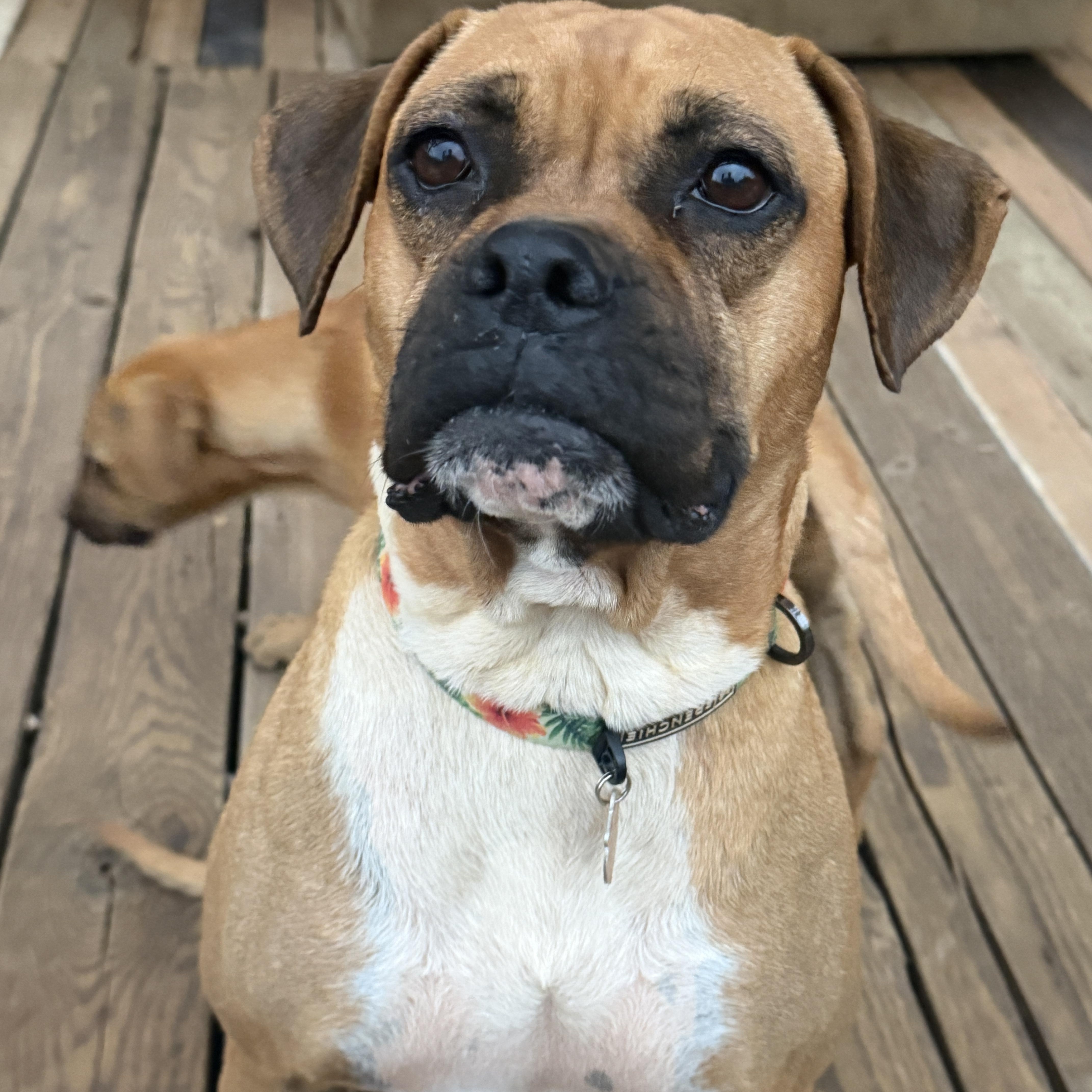 Rose, ADOPTABLE, Young Female Boxer.