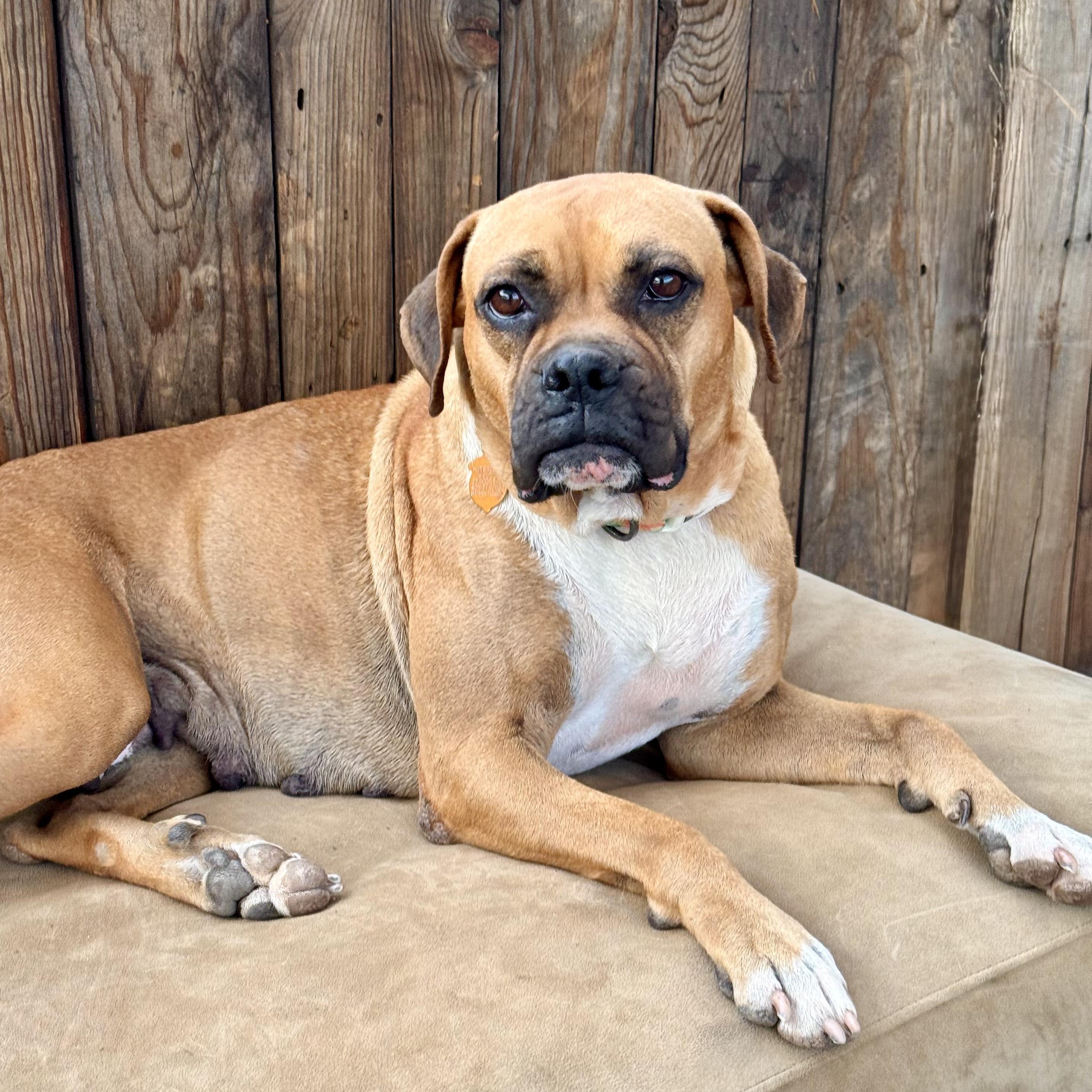 Enlarge Rose, a ADOPTABLE Boxer in Los Angeles, CA image 2/2