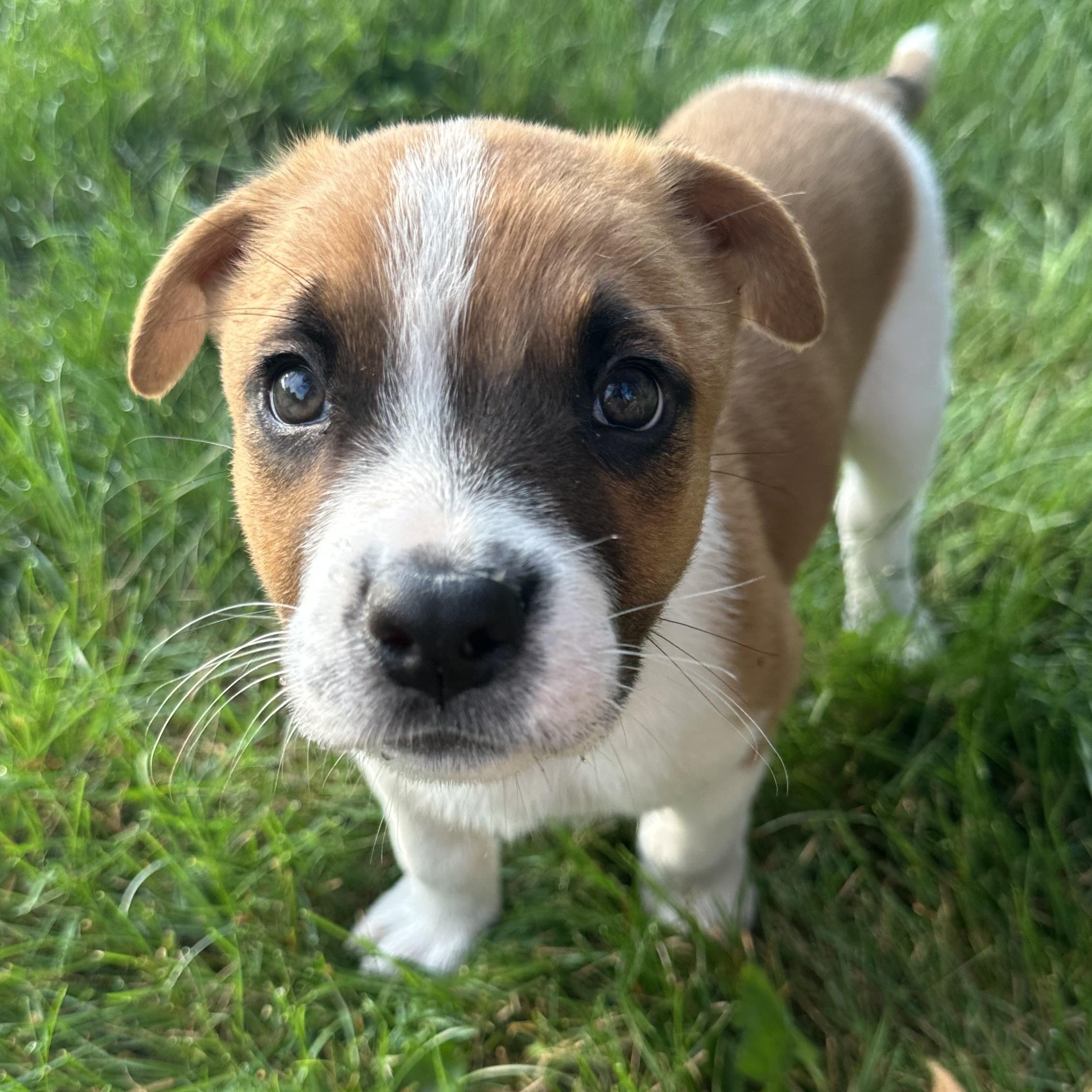 Enlarge Corazon, a Adoptable mixed breed in Iron River, MI image 1/4