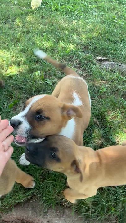 Enlarge Corazon, a Adoptable mixed breed in Iron River, MI video 4/4