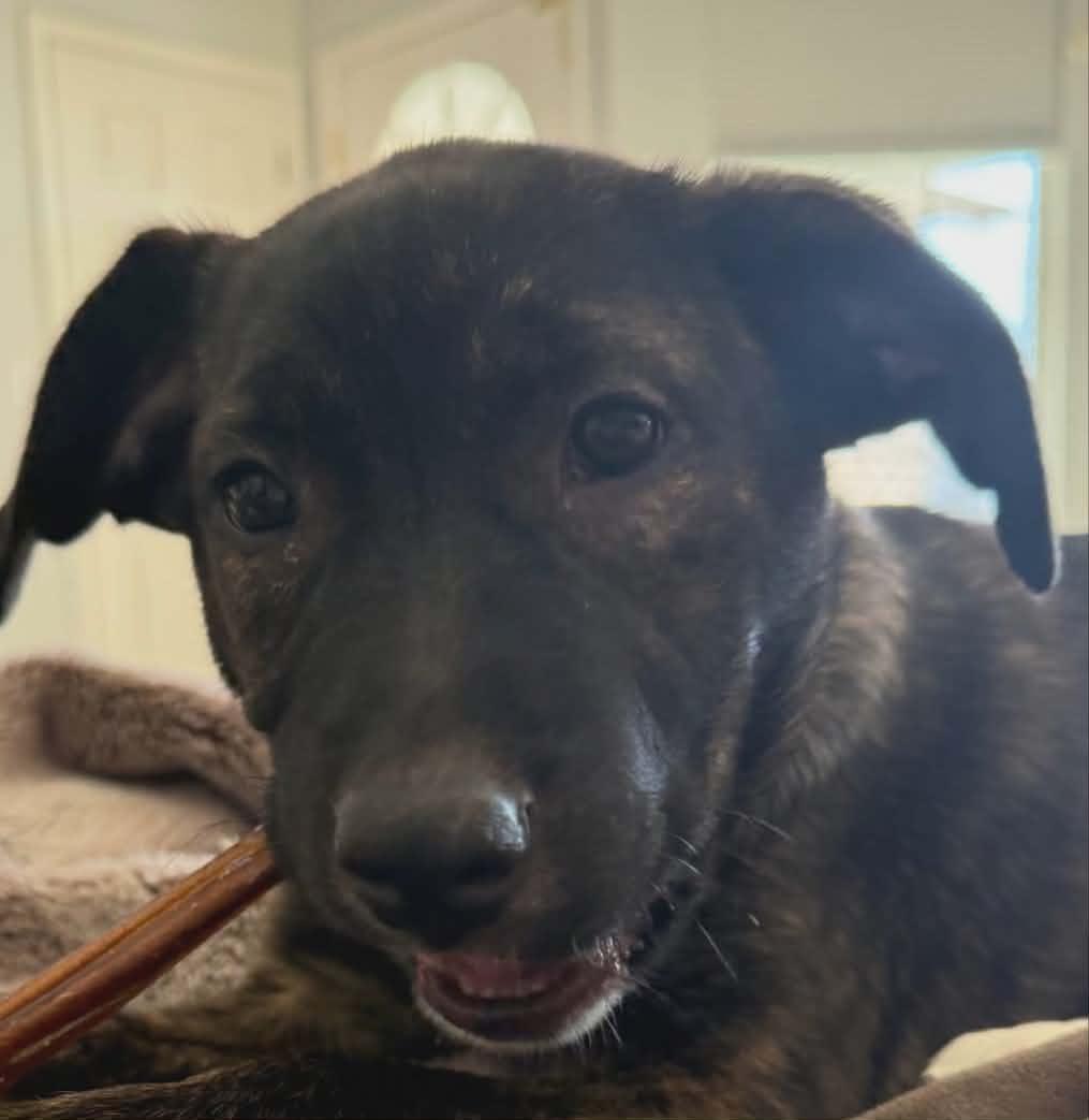 Enlarge Raisin, an adopted mixed breed in Boise, ID image 3/3