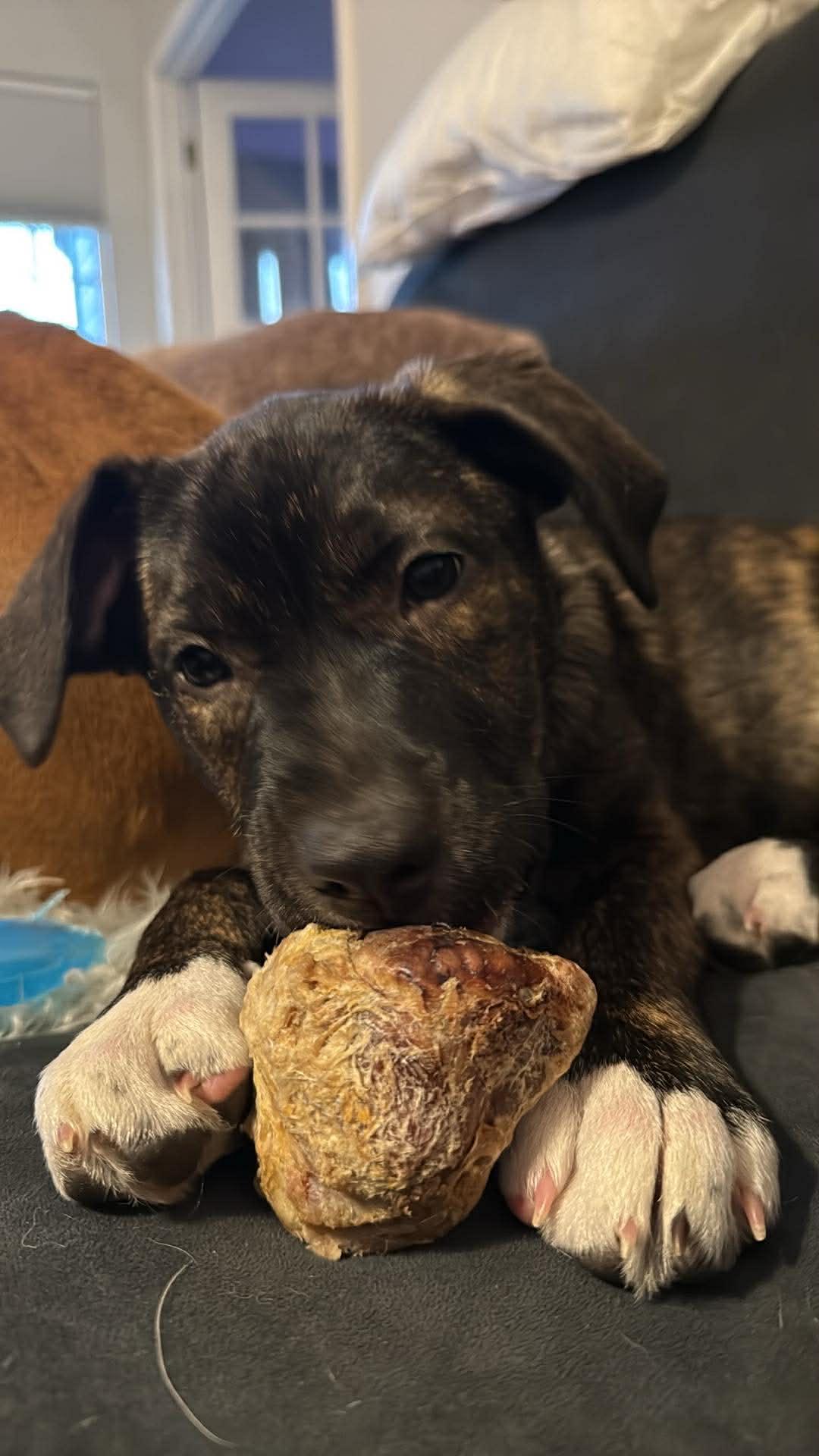 Enlarge Raisin, an adopted mixed breed in Boise, ID image 1/3