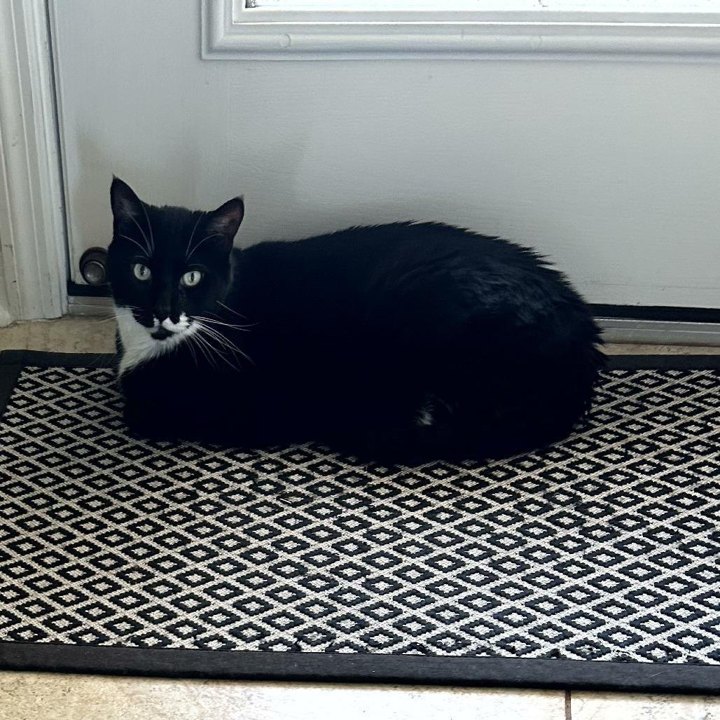 Enlarge Zach, a Adoptable Domestic Short Hair in Lake Panasoffkee, FL image 2/3