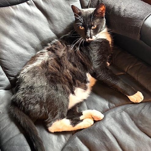 Enlarge Zach, a Adoptable Domestic Short Hair in Lake Panasoffkee, FL image 3/3