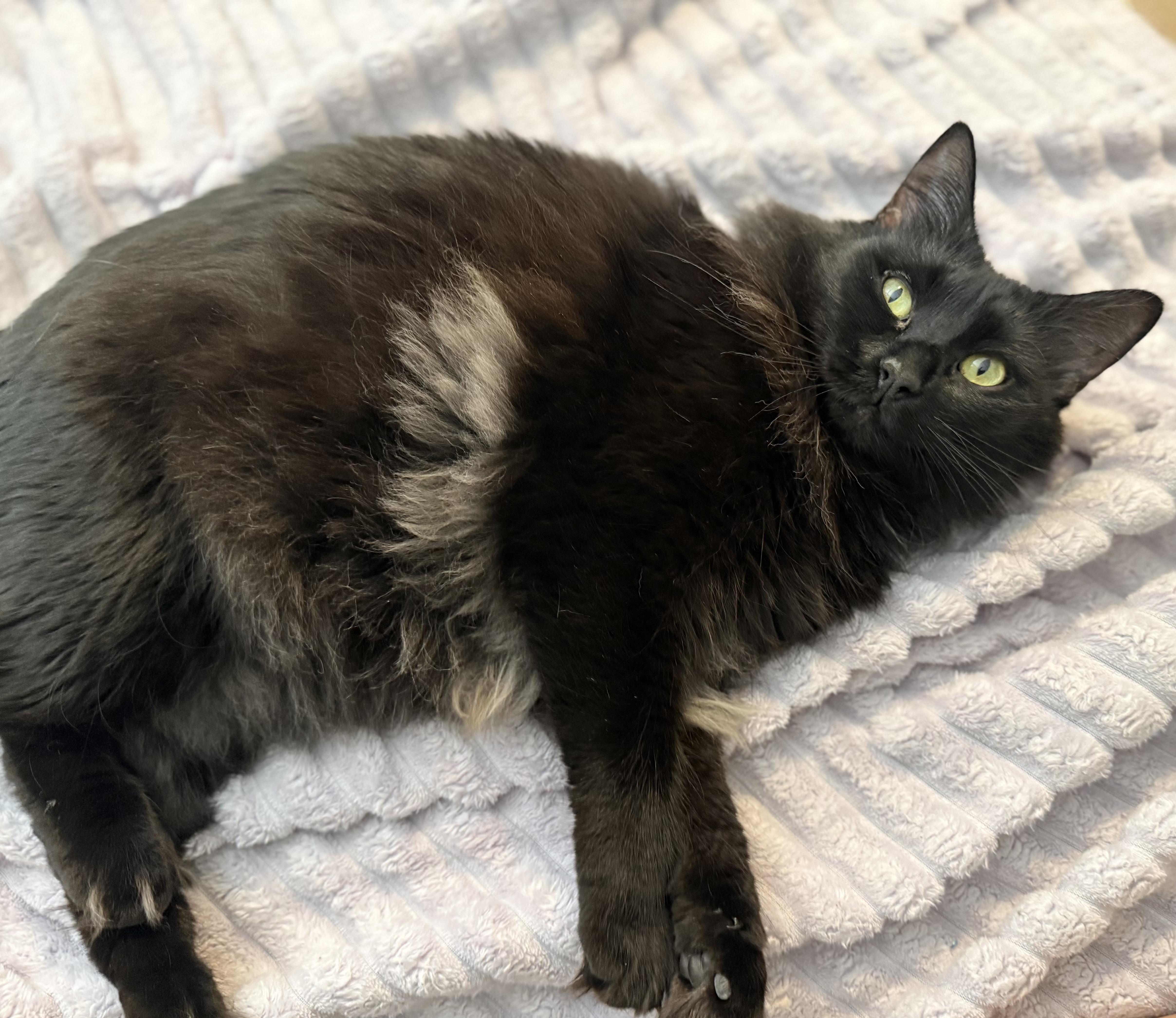 Enlarge Norma-Jean Bear, a ADOPTABLE Domestic Long Hair in Sweetwater, TN image 2/5