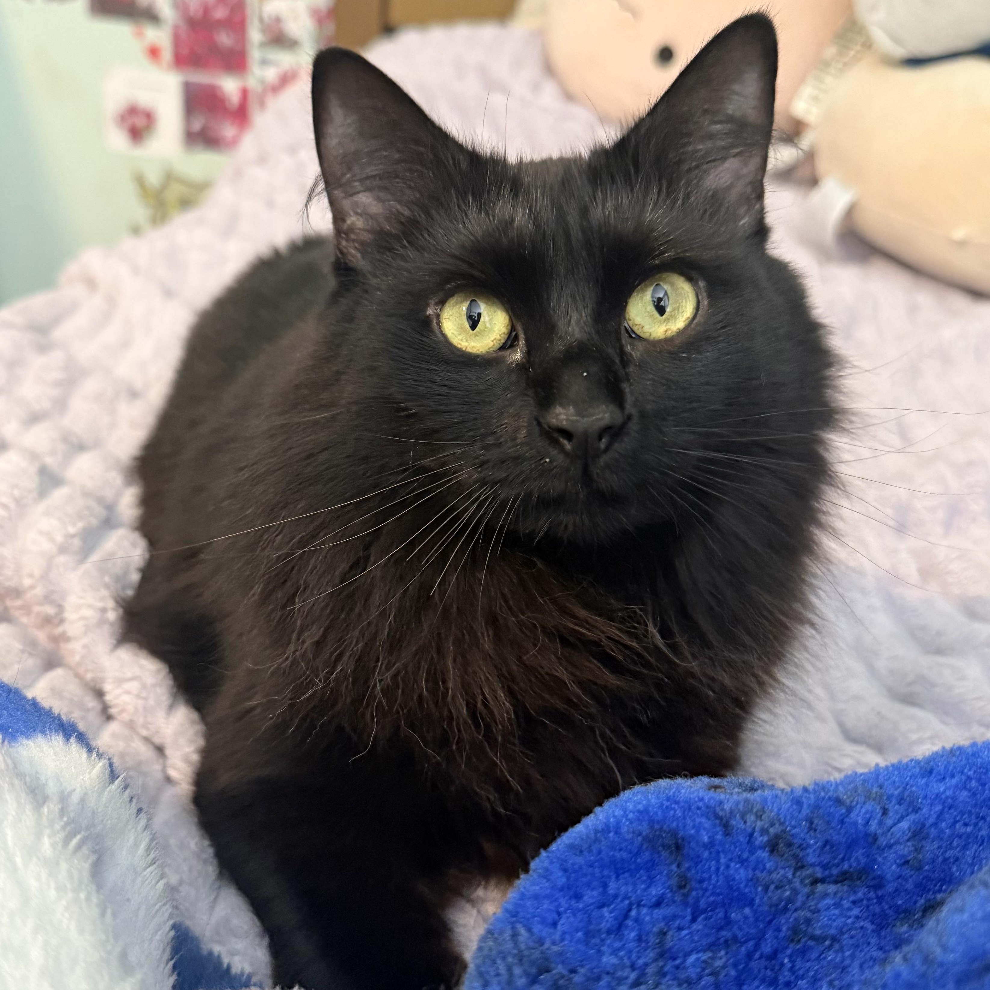 Enlarge Norma-Jean Bear, a ADOPTABLE Domestic Long Hair in Sweetwater, TN image 1/5