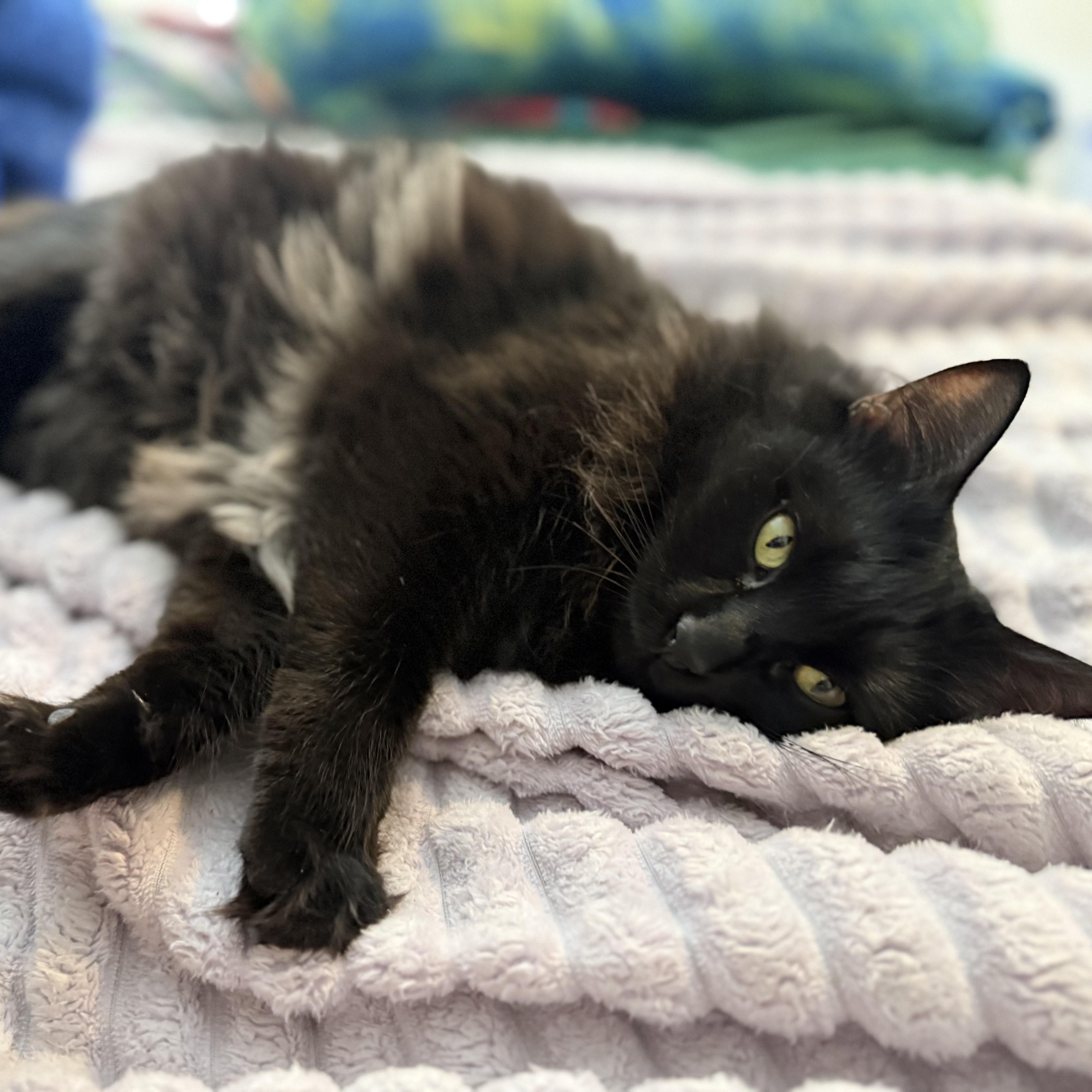 Enlarge Norma-Jean Bear, a ADOPTABLE Domestic Long Hair in Sweetwater, TN image 4/5