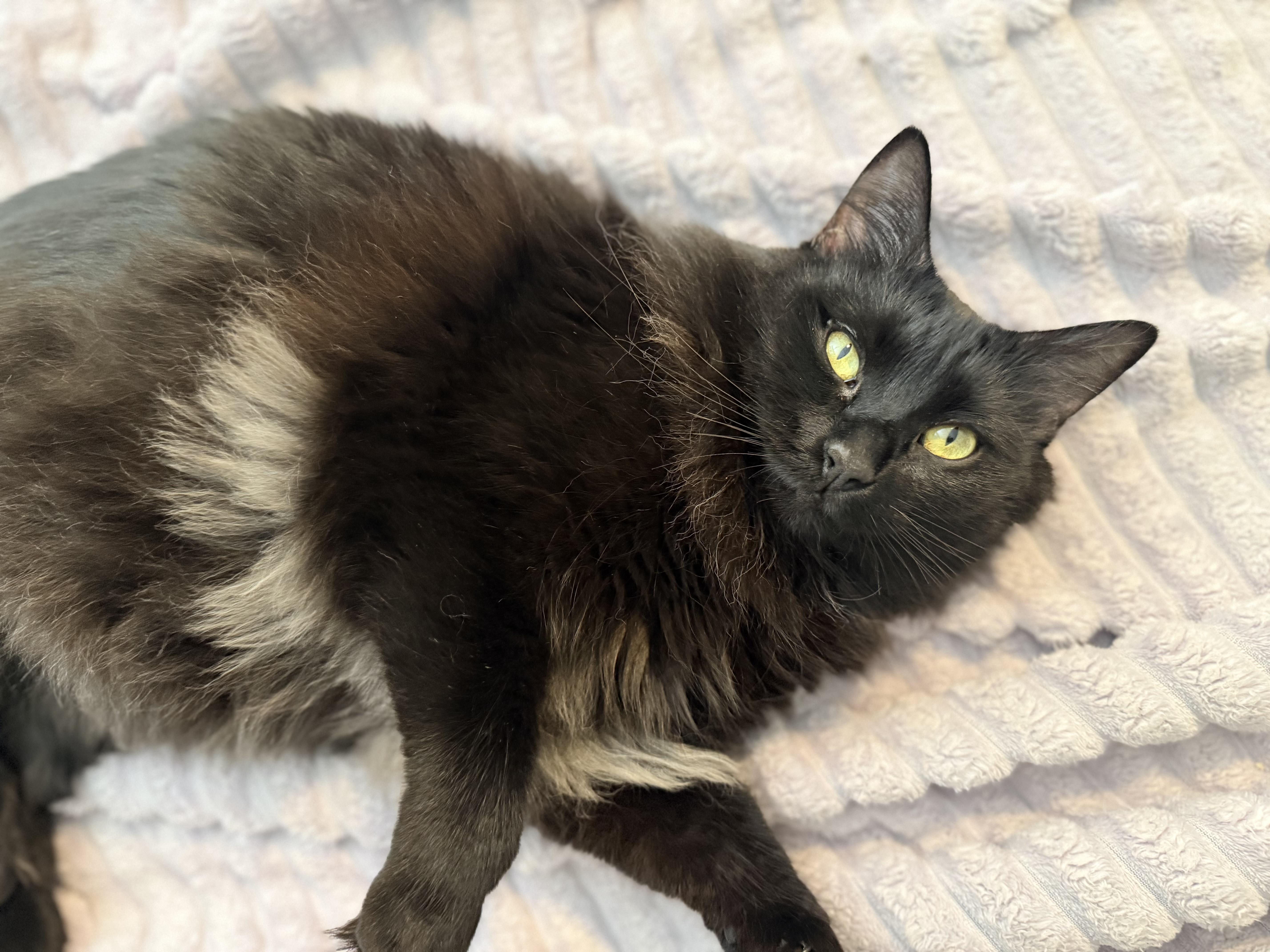 Enlarge Norma-Jean Bear, a ADOPTABLE Domestic Long Hair in Sweetwater, TN image 5/5
