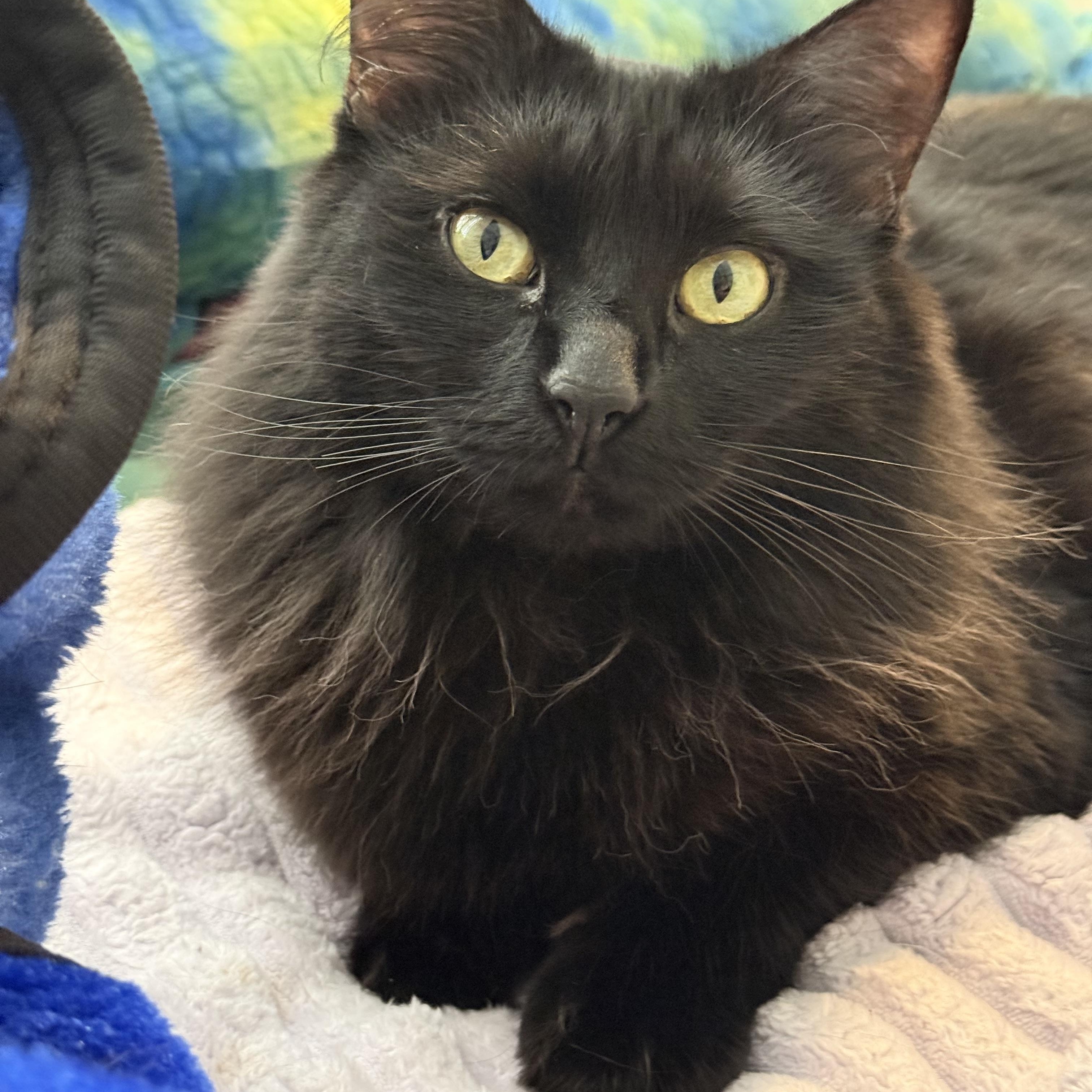 Enlarge Norma-Jean Bear, a ADOPTABLE Domestic Long Hair in Sweetwater, TN image 3/5