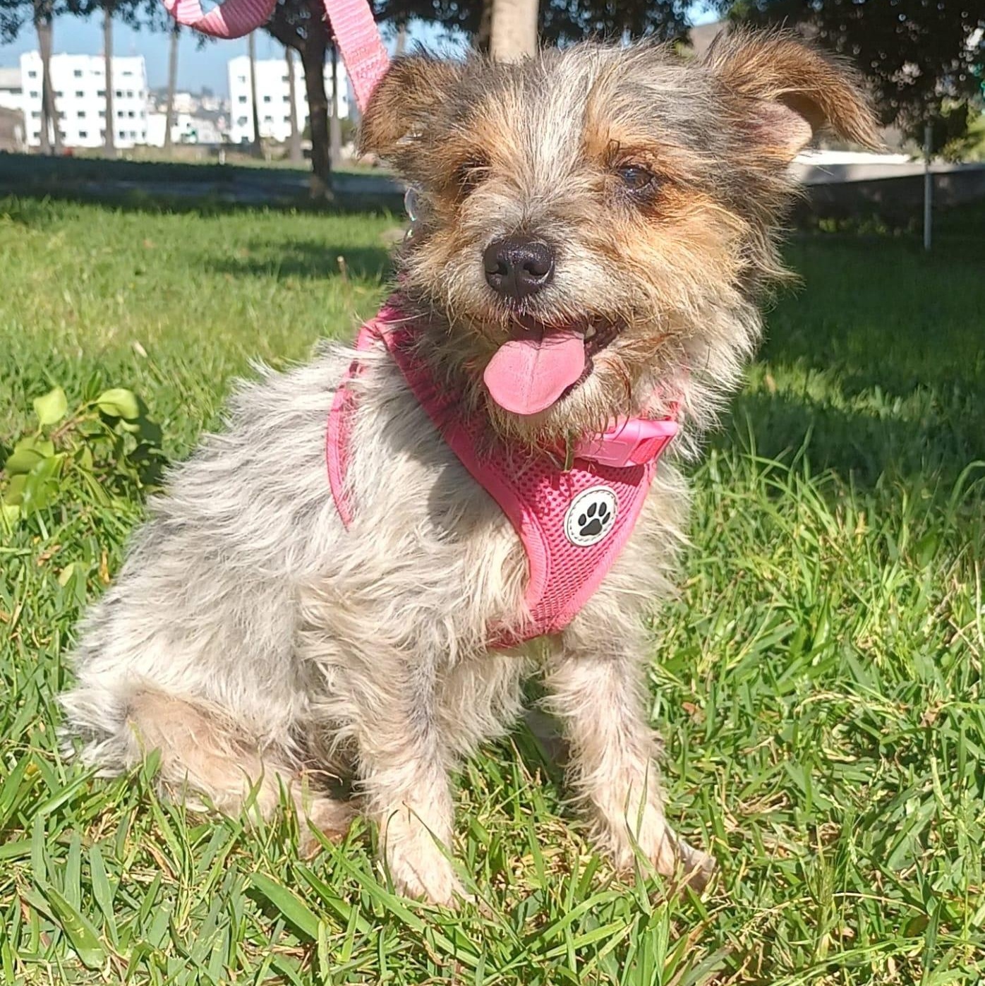 Enlarge Perla, an adopted Terrier in Orange, CA image 1/6