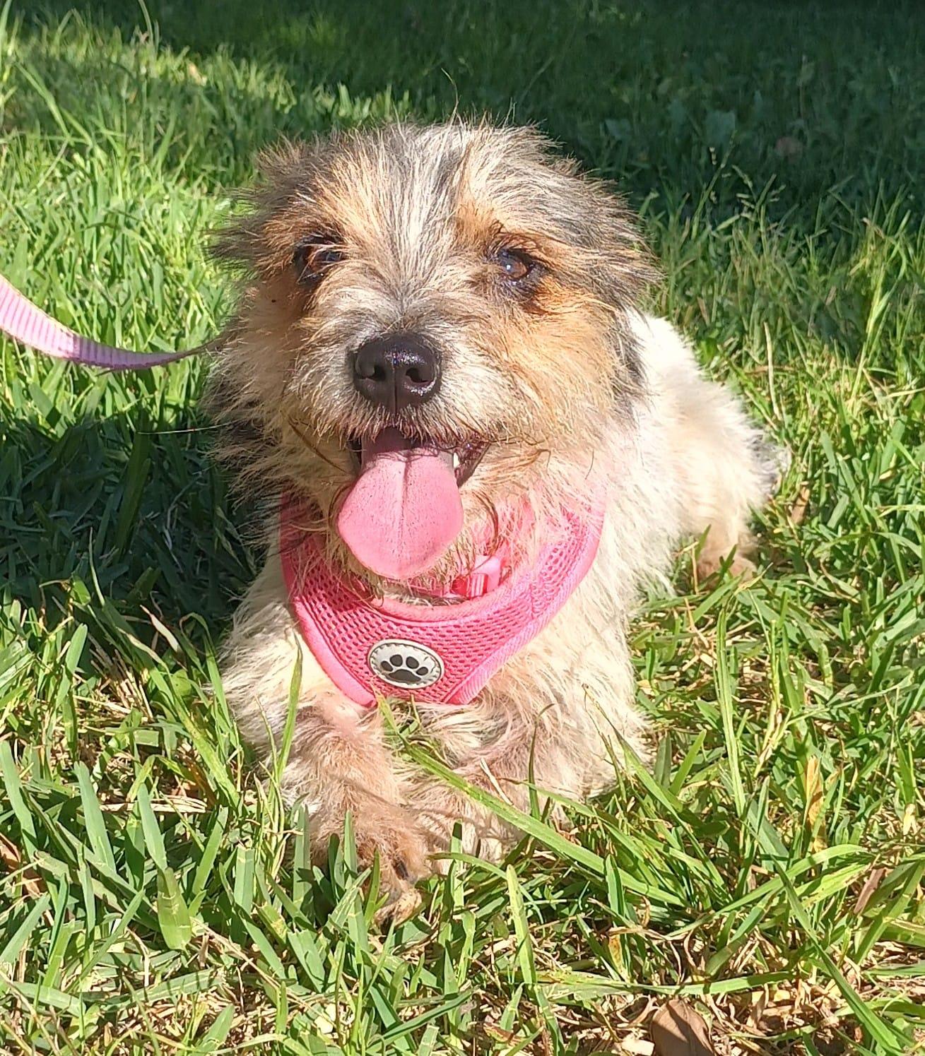 Enlarge Perla, an adopted Terrier in Orange, CA image 5/6