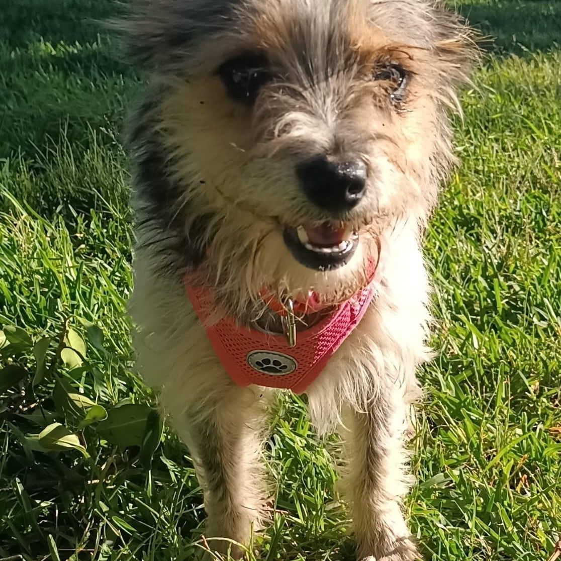Enlarge Perla, an adopted Terrier in Orange, CA image 2/6