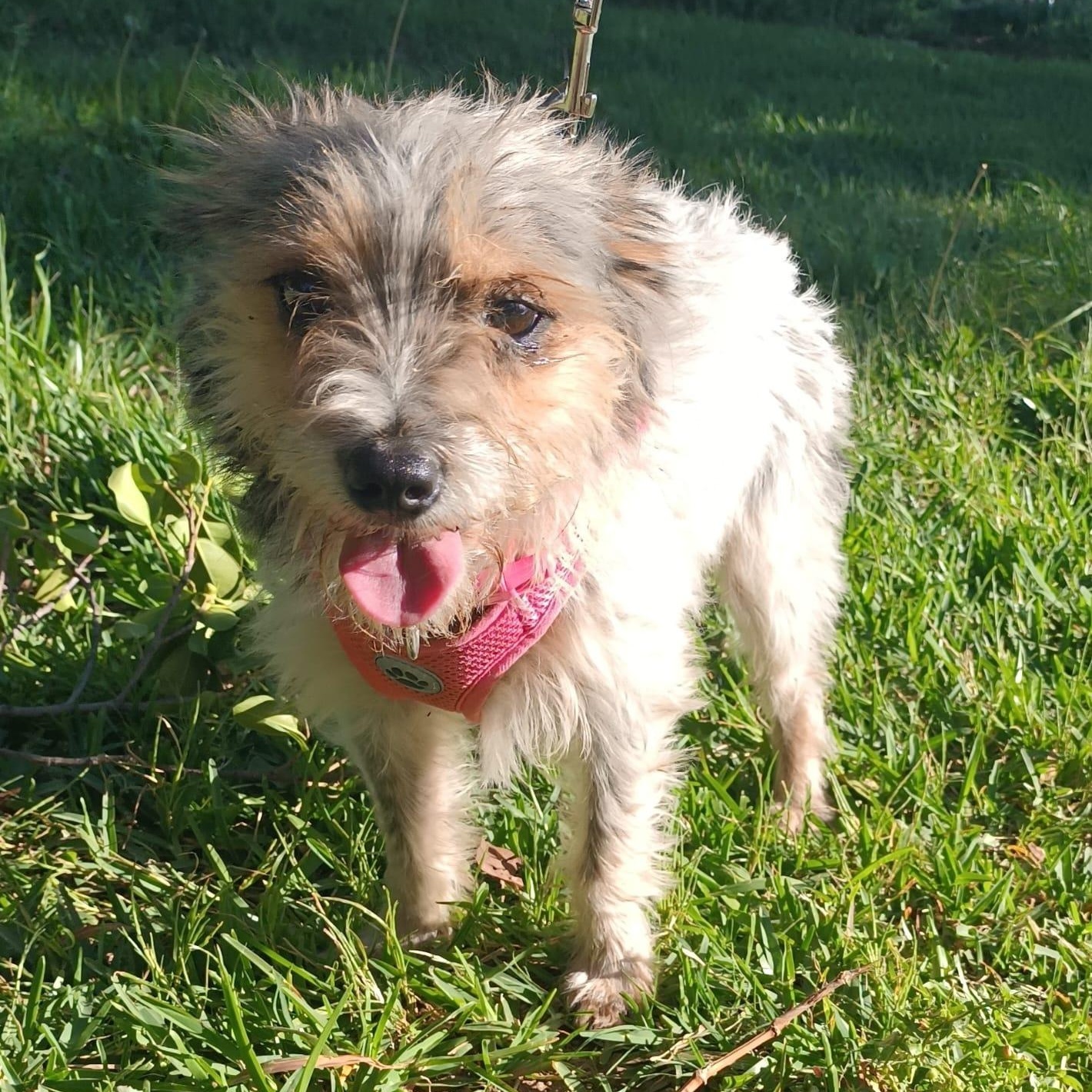 Enlarge Perla, an adopted Terrier in Orange, CA image 4/6