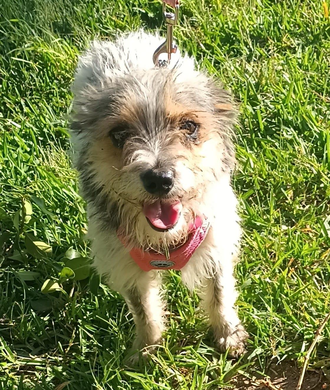Enlarge Perla, an adopted Terrier in Orange, CA image 3/6