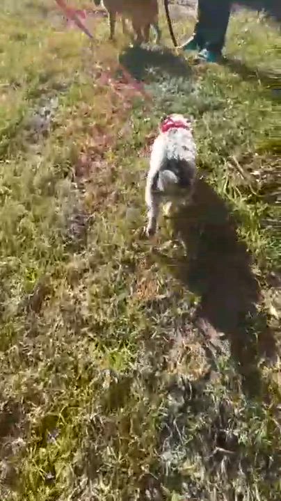 Enlarge Perla, an adopted Terrier in Orange, CA video 6/6