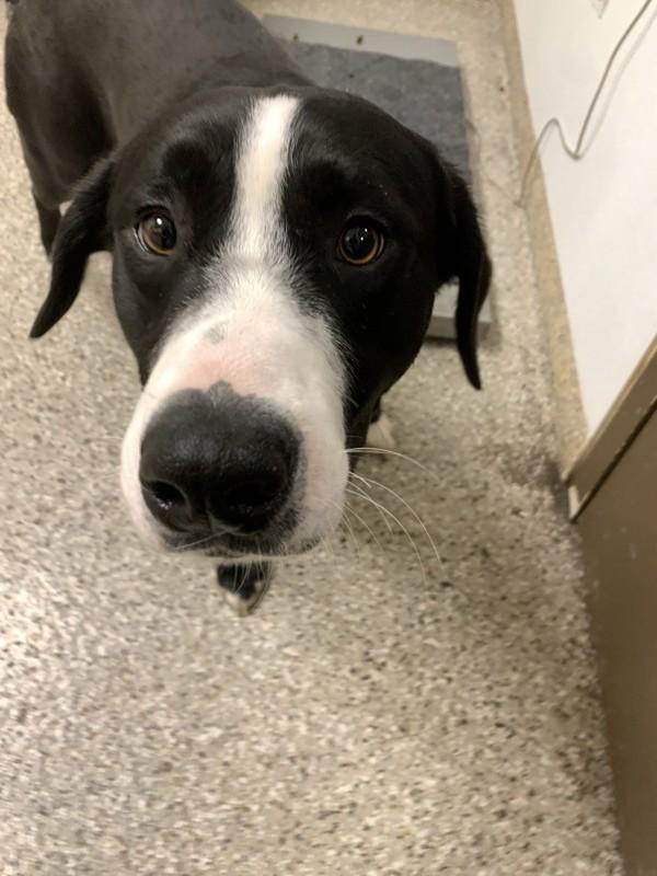 Enlarge Fernando, a Adoptable mixed breed in Vancouver, WA image 1/2