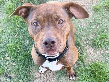 Enlarge Carla, an adopted Mixed Breed in Georgetown, TX image 1/1