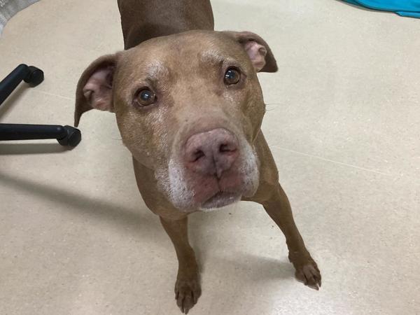 Hart, Adoptable, Senior Male Pit Bull Terrier.