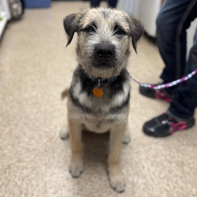 Enlarge Gomez, a Adoptable mixed breed in Bullhead City, AZ image 1/1