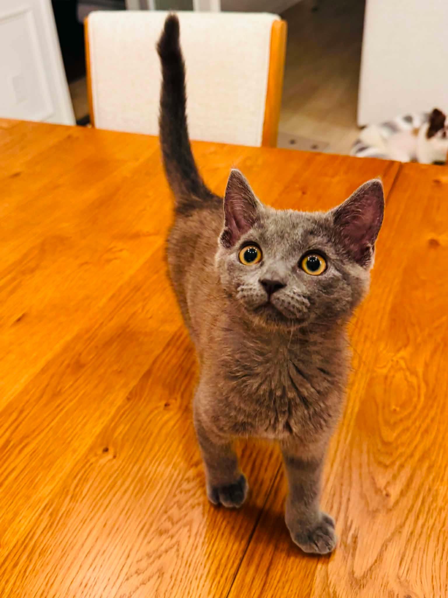 Toby, Adopted, Kitten Male Domestic Short Hair.