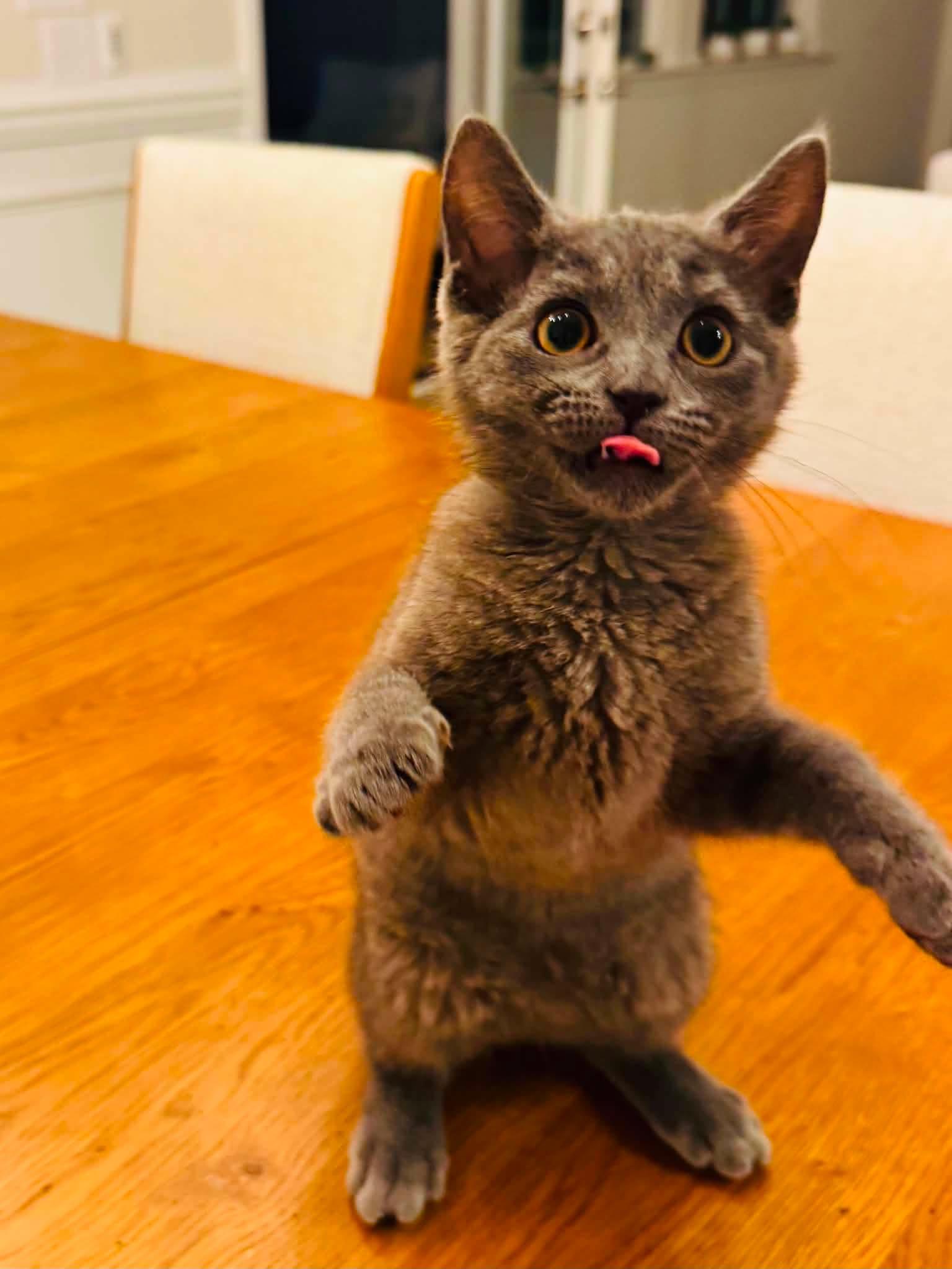 Enlarge Toby, a Adopted Domestic Short Hair in Charlotte, NC image 3/5