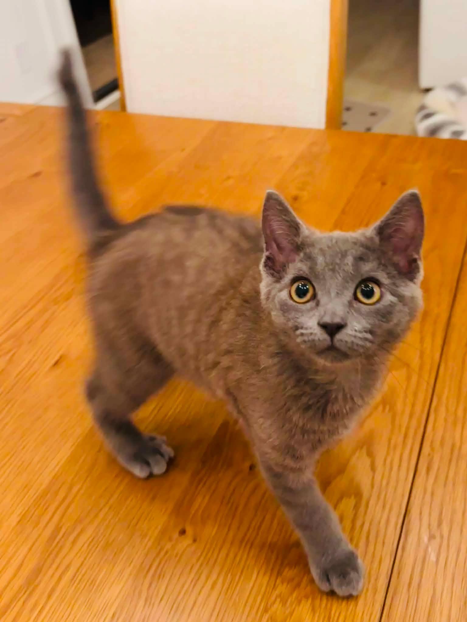 Enlarge Toby, a Adopted Domestic Short Hair in Charlotte, NC image 4/5