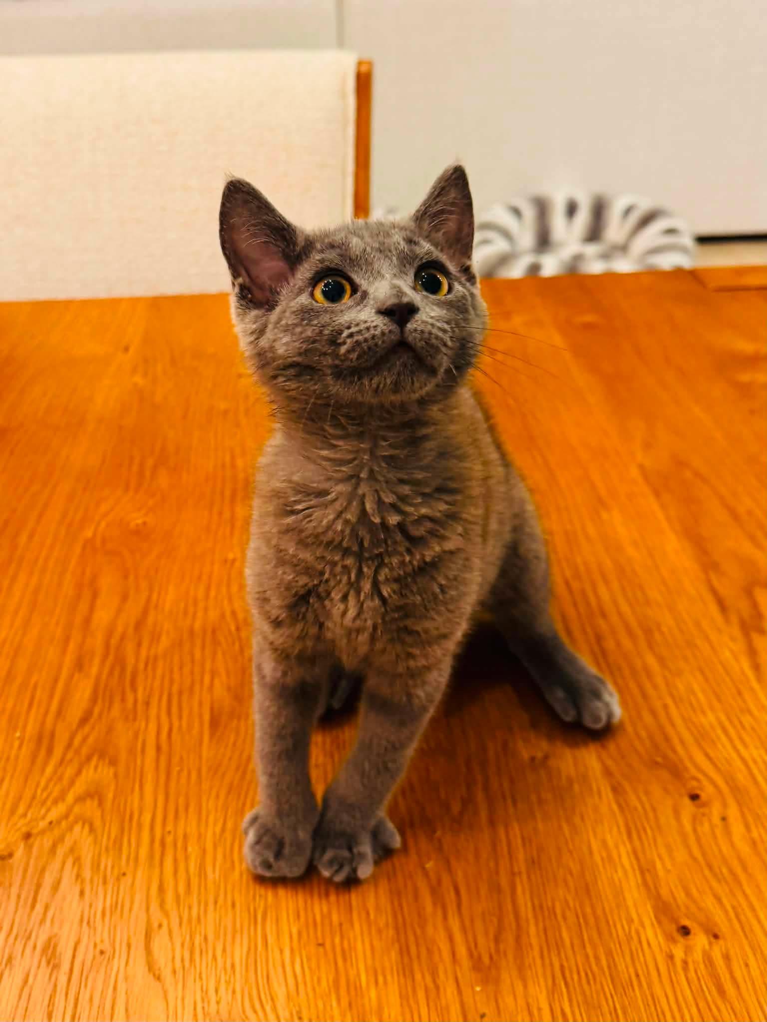 Enlarge Toby, a Adopted Domestic Short Hair in Charlotte, NC image 5/5