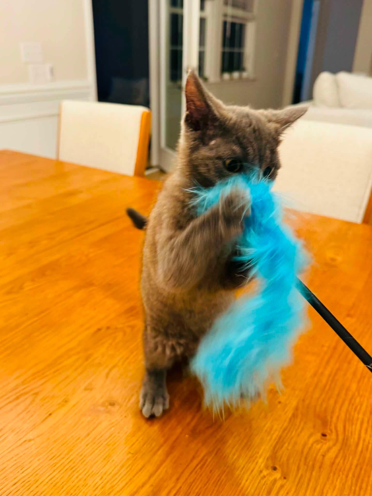 Enlarge Toby, a Adopted Domestic Short Hair in Charlotte, NC image 2/5