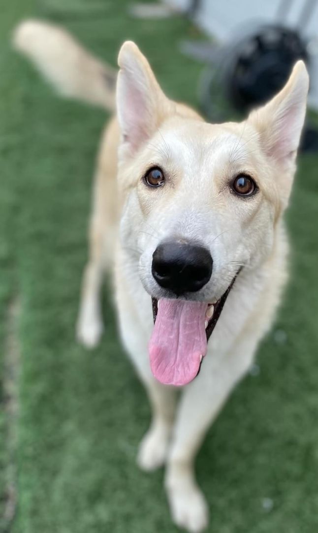 Enlarge Cookie J, a Adoptable mixed breed in Dallas, TX image 1/1