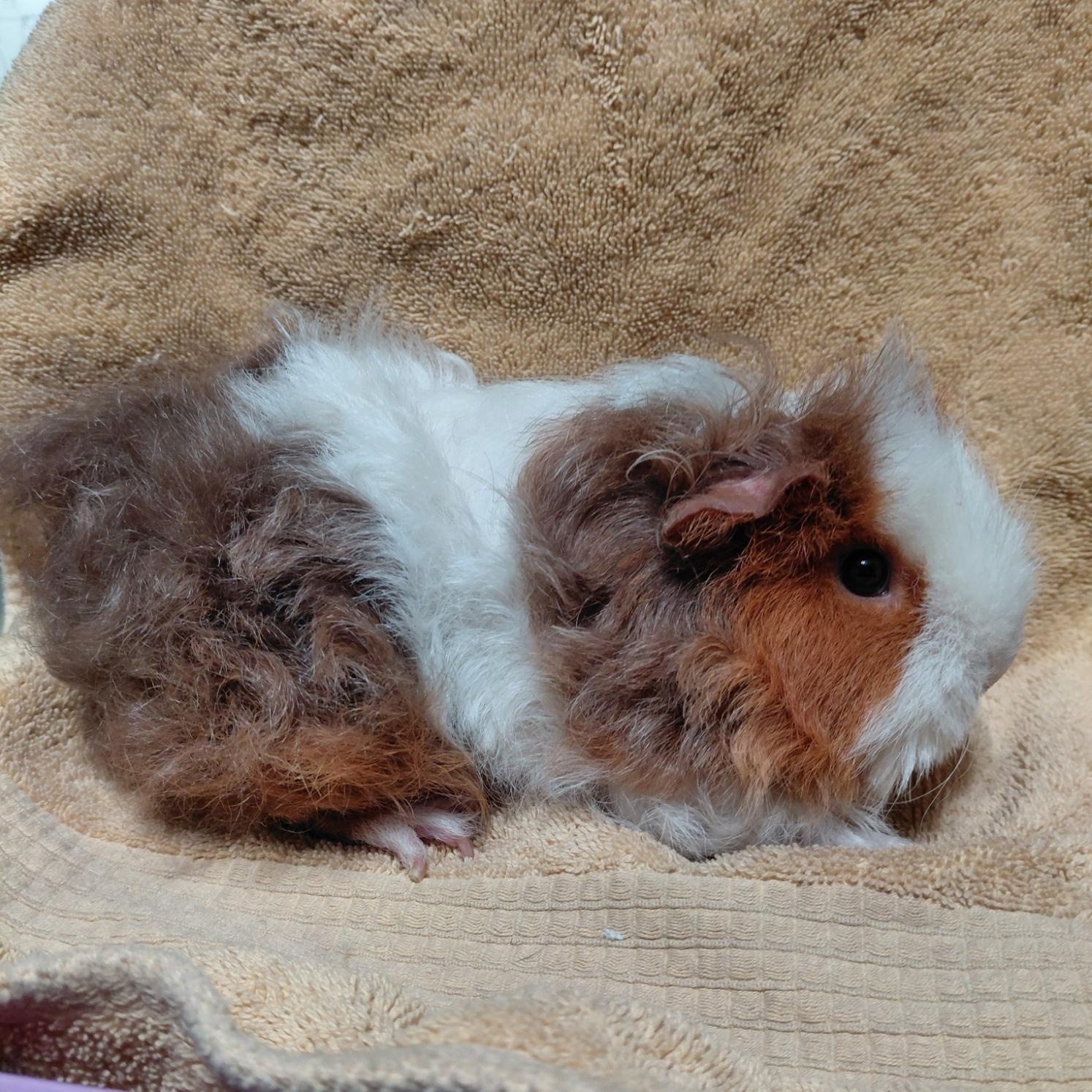 Enlarge Puff (Bonded with Princess), an adopted Guinea Pig in Cincinnati, OH image 1/1