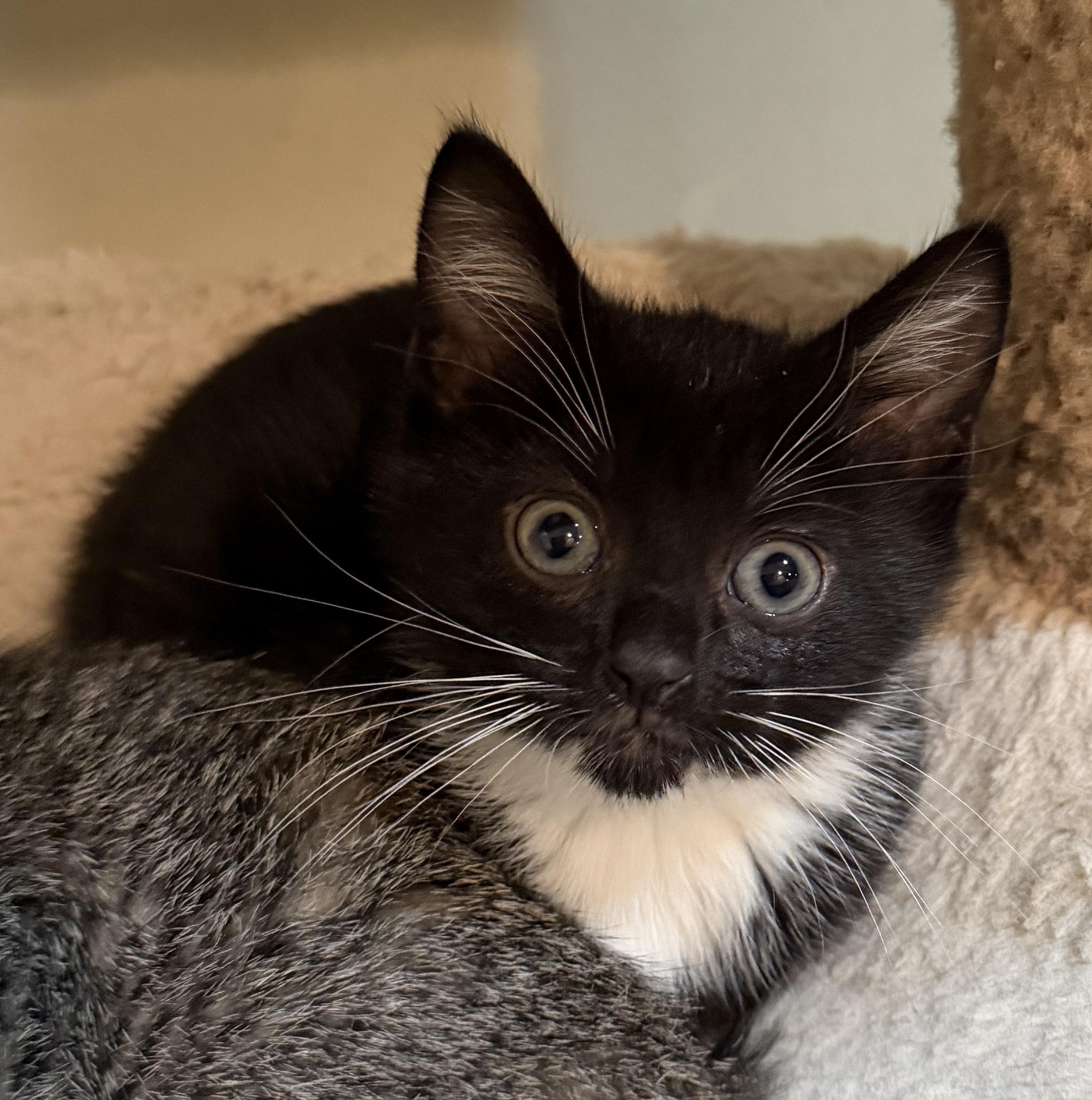 Enlarge Tucker- super loving lap kitten, an adopted Domestic Short Hair in East Hanover, NJ image 2/2