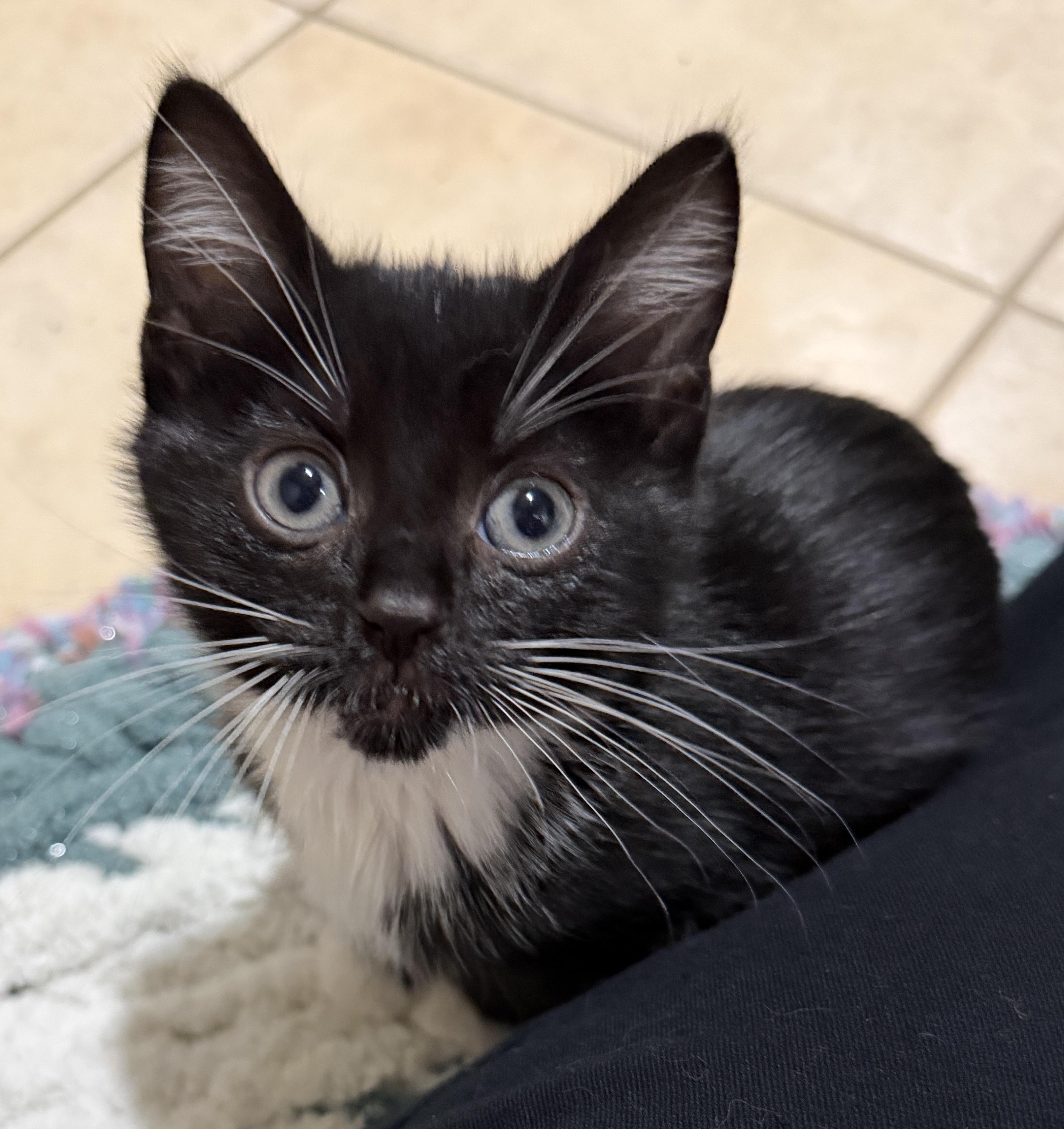 Tucker- super loving lap kitten, adopted, Kitten Male Domestic Short Hair.