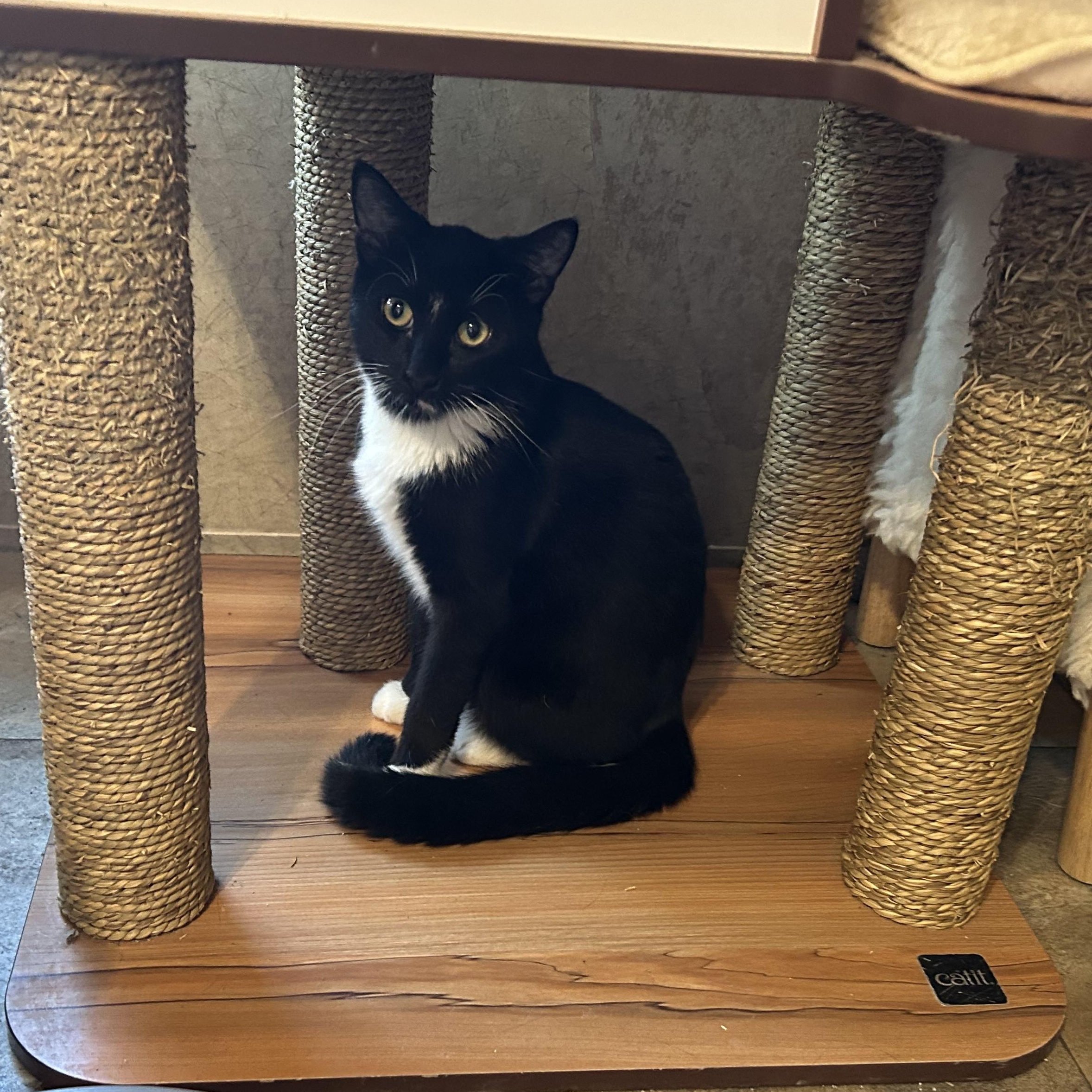 Kickflip, Adopted, Young Male Domestic Short Hair.